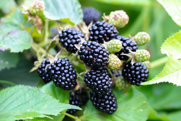 Blackberry Bush Removal in Rogers
