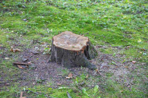 Bush Stump Removal in Rogers