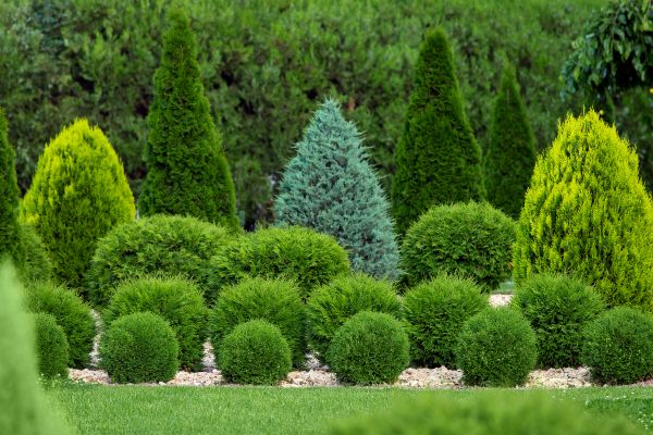 Cost of Bush Trimming Service in Rogers