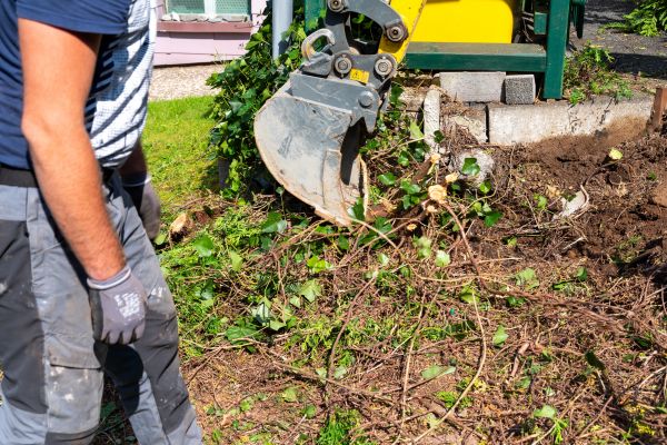Hedge Removal Service in Rogers