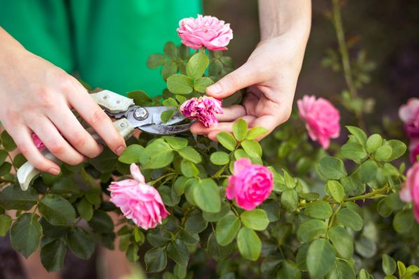 Cost of Rose Trimming in Rogers