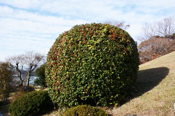 Cost of Holly Trimming in Rogers