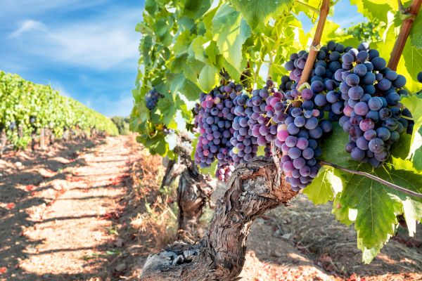Grapevine Pruning in Rogers