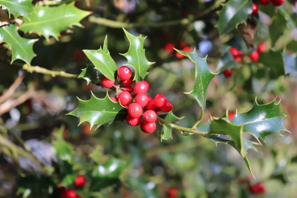 Cost of Holly Tree Trimming in Rogers