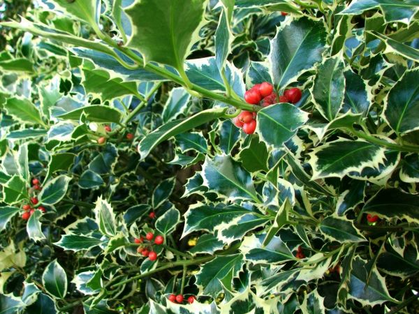 Cost of Holly Bushes Trimming in Rogers