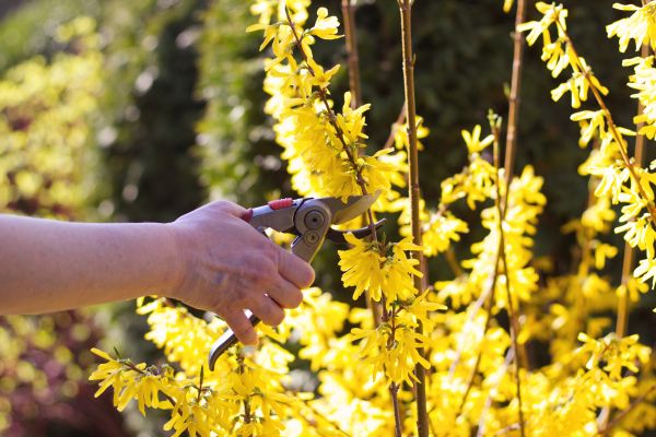 Forsythia Pruning in Rogers