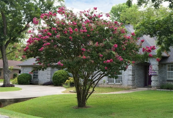 Crepe Myrtle Trimming in Rogers