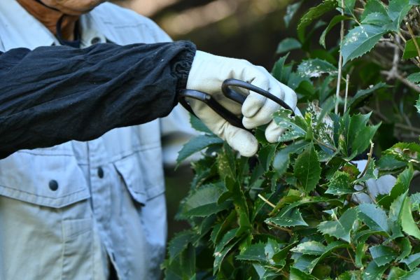 Holly Pruning in Rogers