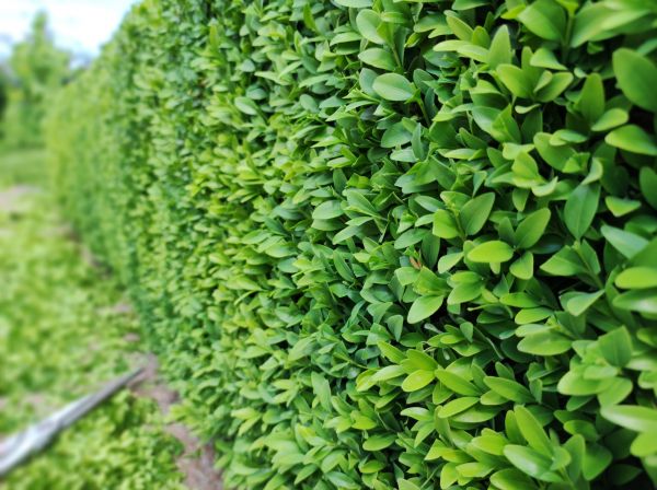 Boxwood Pruning in Rogers