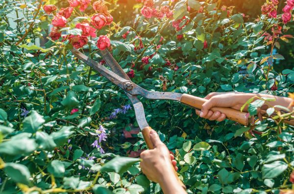 Knockout Roses Pruning in Rogers