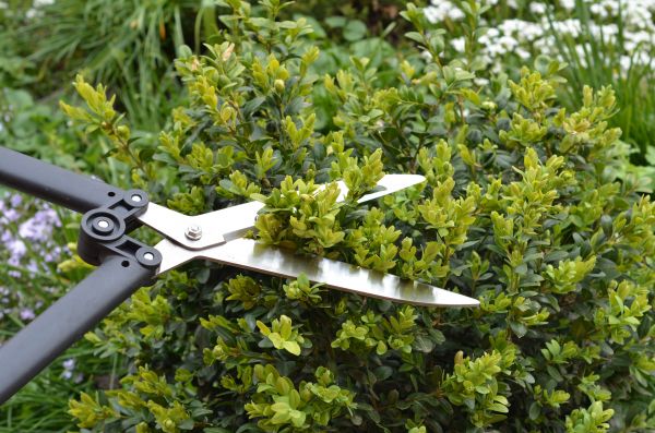 Boxwood Trimming in Rogers