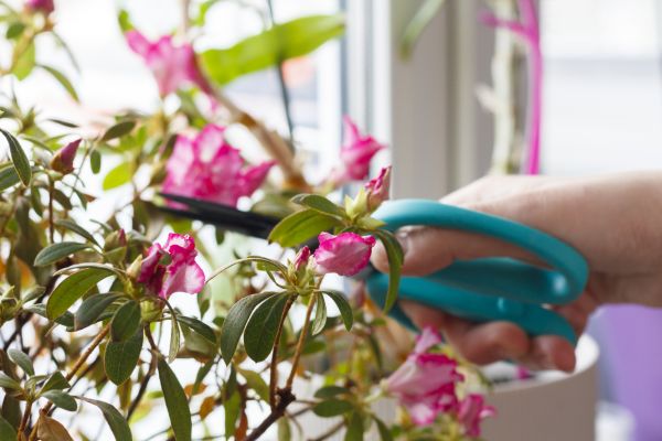Azalea Pruning in Rogers