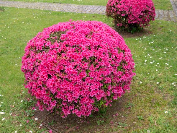 Cost of Rhododendron Pruning in Rogers
