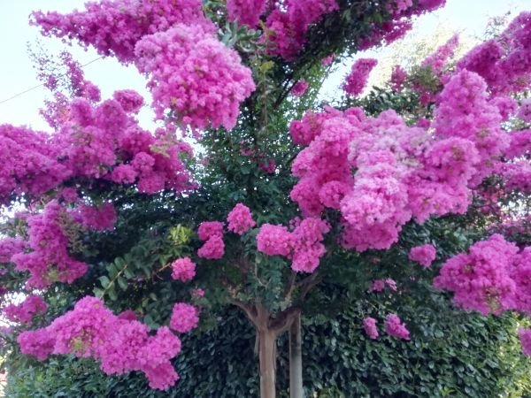 Cost of Crape Myrtle Pruning in Rogers