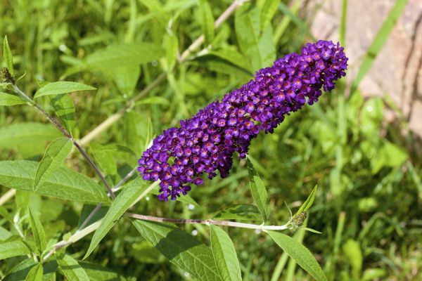 Butterfly Bush Pruning in Rogers