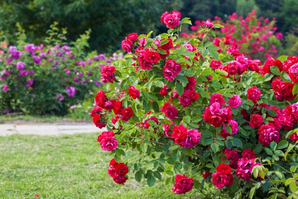 Shrub Trimming in Rogers