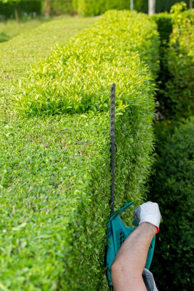 Hedge Trimming in Rogers