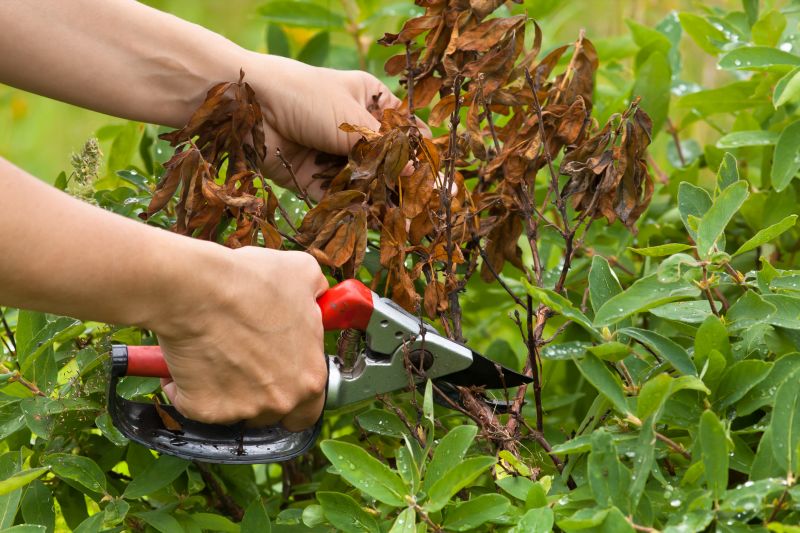 Azalea Pruning