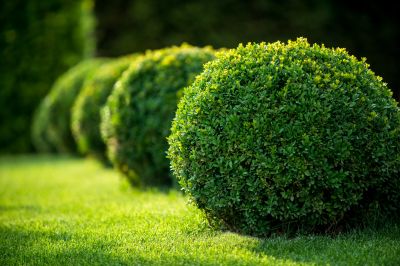 Healthy, Shaped Bushes